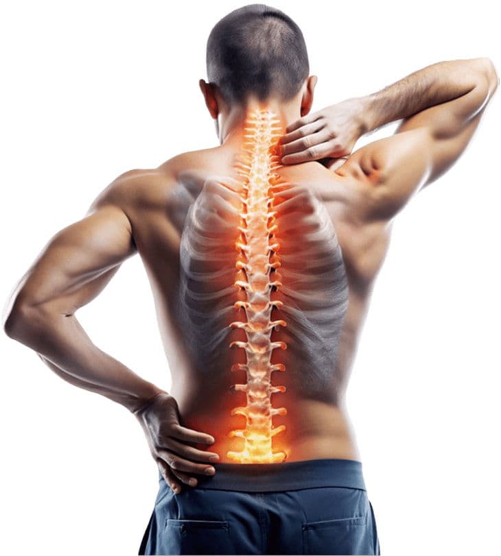Medical illustration highlighting the spine and back
